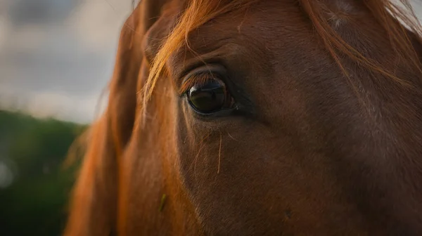 Een Portret Van Een Prachtig Bruin Paard Achtergrond Van Bewolkte — Stockfoto