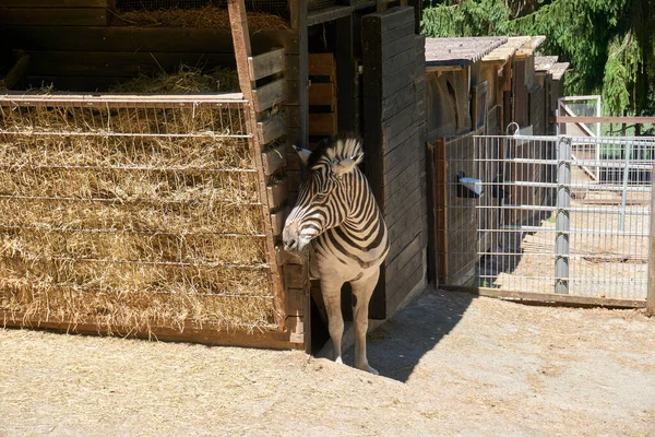 Une Photo Zèbre Dans Zoo — Photo