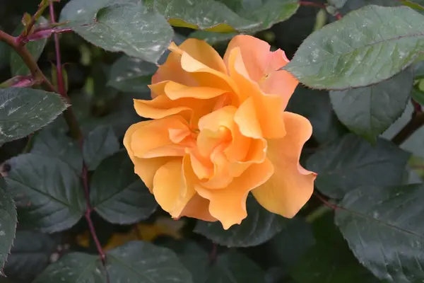 Primer Plano Una Flor Rosa Naranja Con Hojas Verdes —  Fotos de Stock