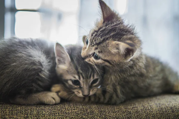 Gri Kanepede Birbirine Sarılıp Öpüşen Iki Kedi Yavrusunun Yakın Çekimi — Stok fotoğraf