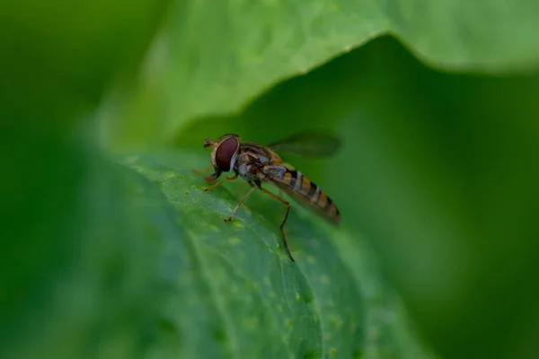 Primer Plano Una Abeja Aislada Sobre Una Hoja Verde — Foto de Stock