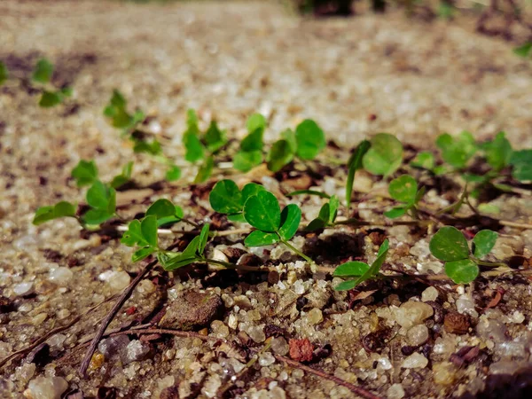 Крупный План Ветки Зелеными Крошечными Листьями Срезанными Брошенными Землю Размытом — стоковое фото