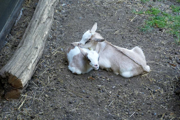 Tiro Pequeñas Cabras Lindas —  Fotos de Stock