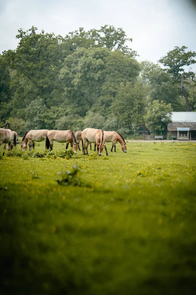 草地で放牧されている馬の群れの垂直ショット — ストック写真