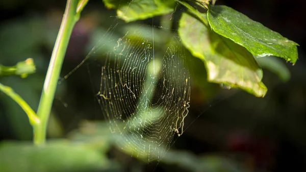 Egy Közelkép Pókhálóról Zöld Növényeken — Stock Fotó