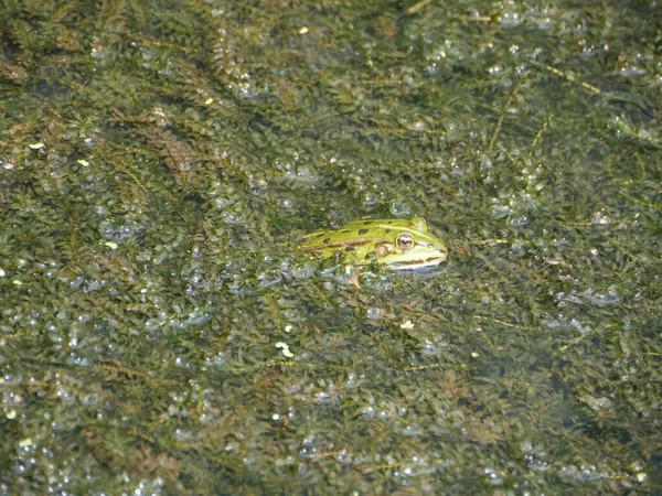 Een Top Uitzicht Van Een Groene Kikker Een Vuil Moeras — Stockfoto