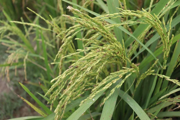 Una Vista Una Granja Arroz Maduro Campo Para Cosecha Venta — Foto de Stock