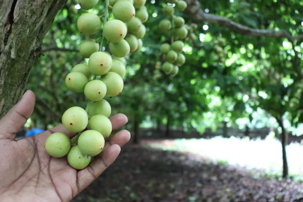 Closeup Farmer Holding Growing Sweet Delicious Baccaurea Motleyana Fruits Tree — Stock Photo, Image