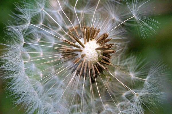 Closeup Shot Blooming Dandelion — Stock Photo, Image