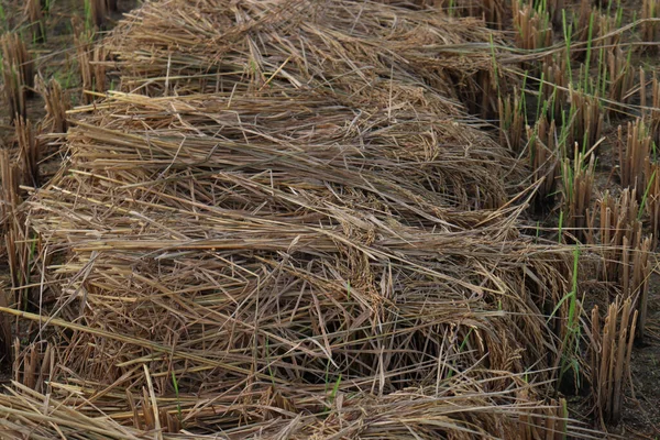 Una Vista Cerca Una Granja Arroz Maduro Campo Para Cosecha —  Fotos de Stock