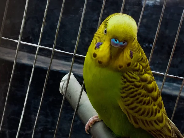 Egy Közeli Kép Egy Budgerigarról Egy Ketrecben — Stock Fotó