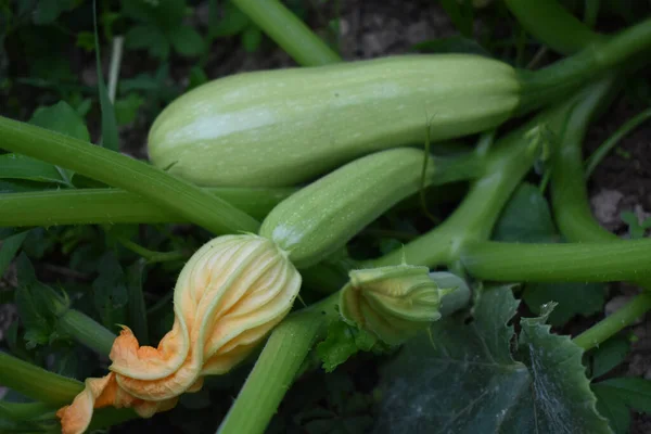 Närbild Sommarsquash Växt Med Gröna Blad — Stockfoto