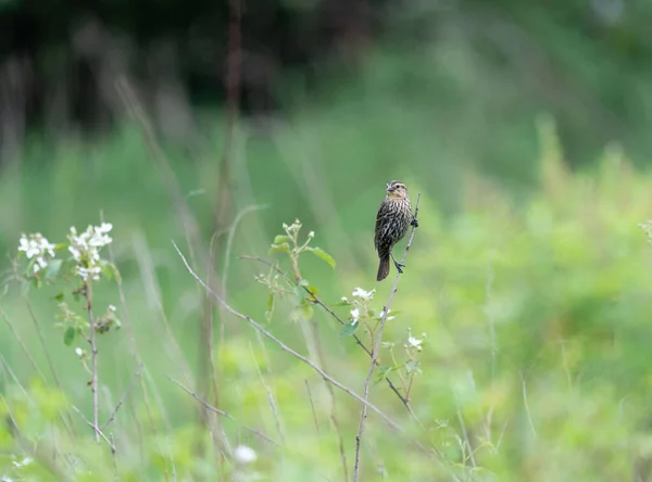 Dal Üzerinde Güzel Bir Kuşun Yakın Çekimi — Stok fotoğraf