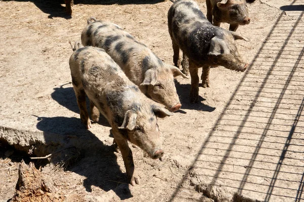 Grupo Cerdos Manchados Pastando Aire Libre — Foto de Stock