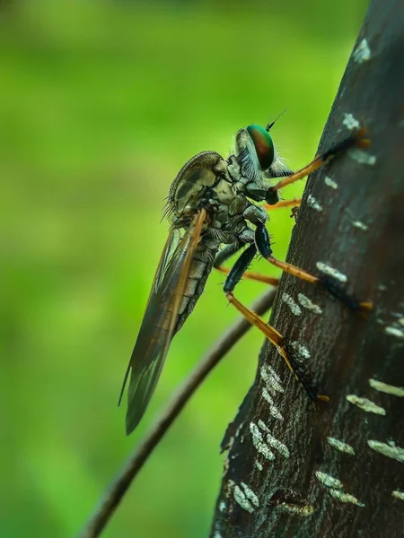 Plan Macro Une Mouche Voleuse Une Mouche Assassin Sur Arbre — Photo