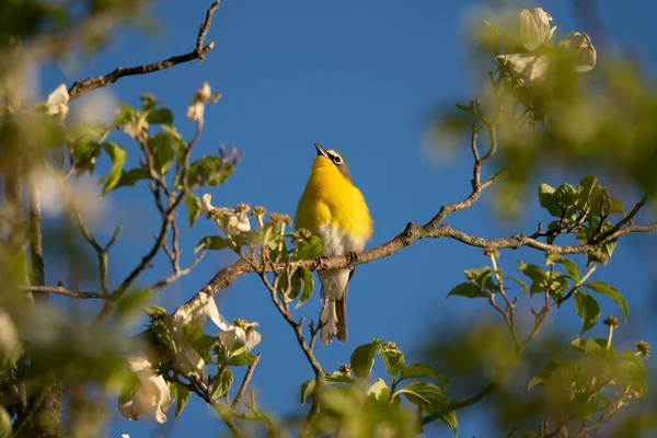 Низький Кут Пострілу Жовтого Птаха Дереві — стокове фото
