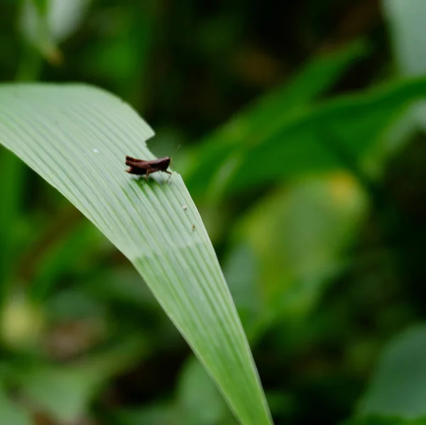 Closeup Shot Small Brown Bug Green Leaf — Stock Photo, Image