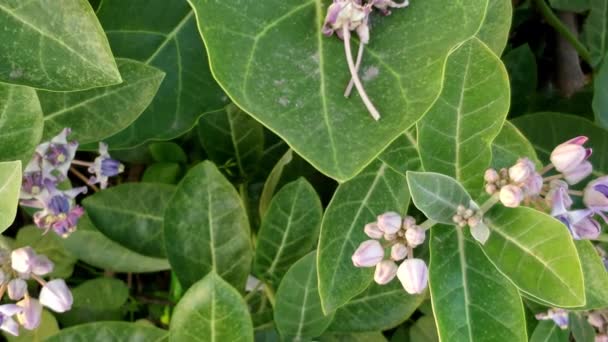 Anglshot Alto Das Flores Gigantes Calotrope Campo — Vídeo de Stock