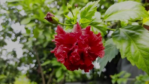 Footage Red China Rose Outdoors Daylight — Stock Video