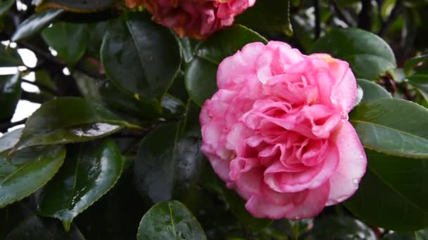 Primer Plano Camelia Rosa Con Gotas Rocío — Vídeo de stock