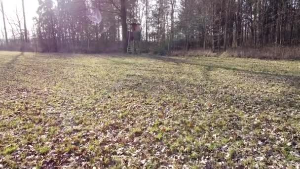 Vídeo Uma Floresta Ensolarada Com Folhas Outono Caídas Secas Uma — Vídeo de Stock