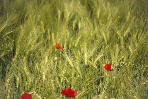 Close Tulipas Florescendo Campo — Fotografia de Stock