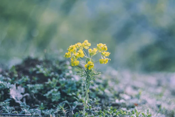 Tiro Close Amarelo Selvagem Spurge Flor — Fotografia de Stock