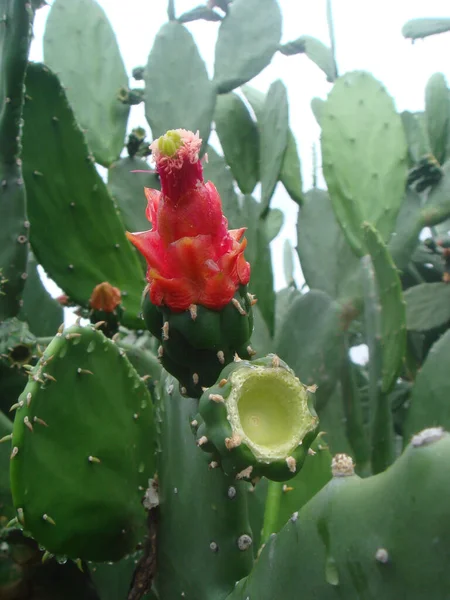 Primer Plano Una Planta Pera Espinosa Crecimiento — Foto de Stock