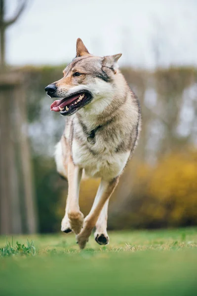庭を走る犬の垂直ショット — ストック写真