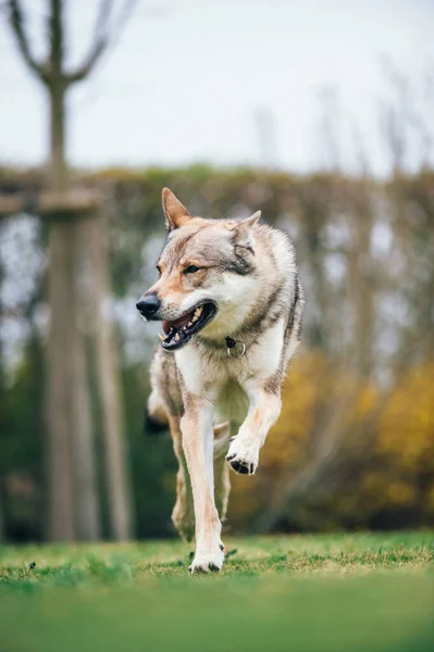 庭を走る幸せな笑顔の犬の垂直ショット — ストック写真