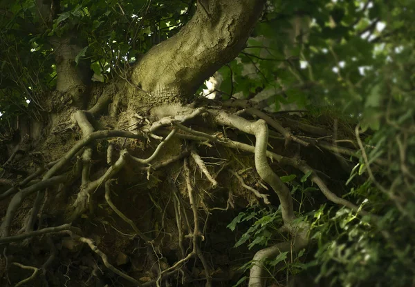 Tiro Seletivo Foco Das Raizes Uma Árvore Floresta — Fotografia de Stock