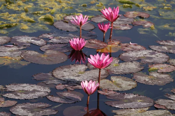池に咲くピンク色の美しい睡蓮の花の群生 — ストック写真