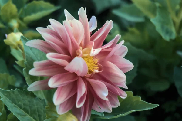 Bahçede Şeftali Renkli Bir Yıldız Çiçeğinin Yakın Çekimi — Stok fotoğraf