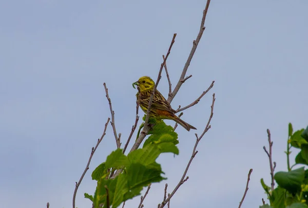 Selective Focus Oatmeal Bird Perching Tree Branch Gloomy Sky — Stock Photo, Image
