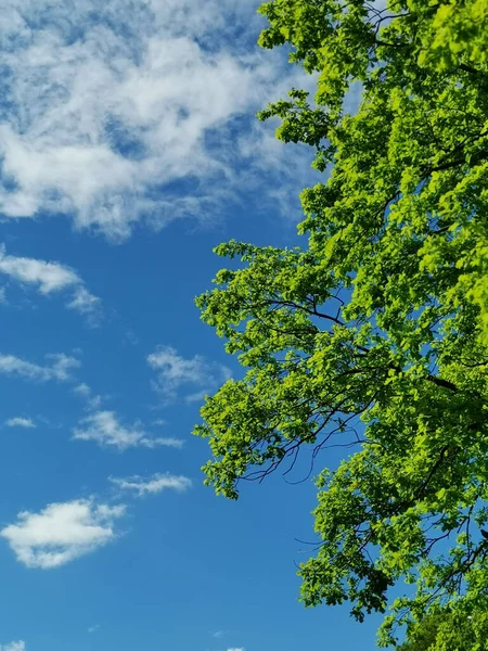 在明亮的蓝天下的一棵绿树的垂直照片 — 图库照片