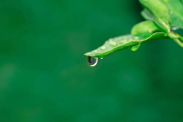 Macro Shot Fresh Green Leaf Plant Dewdrop — Stock Photo, Image