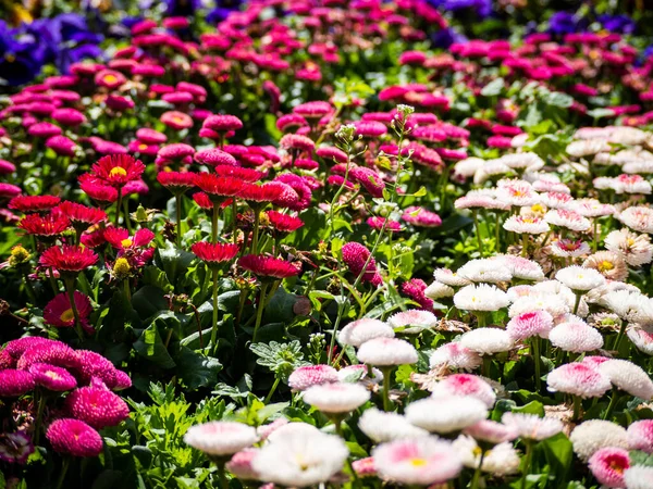 Krásný Záběr Marguerite Daisy Květiny Kvetoucí Botanické Zahradě — Stock fotografie