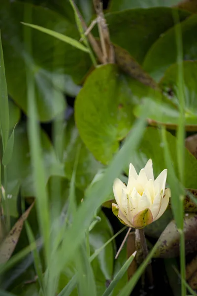 Вертикальний Знімок Голови Лілії Зеленого Листя — стокове фото