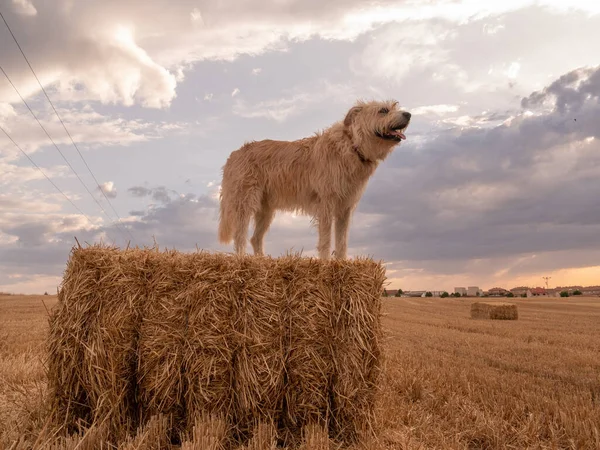 Simpatico Cane Pastore Maremmano Abruzzese Pagliaio Campo — Foto Stock