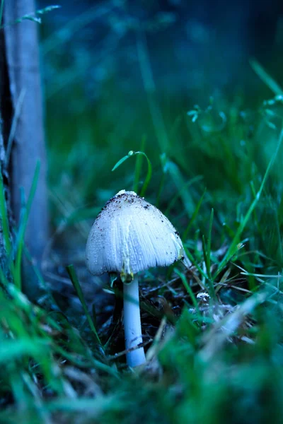 Vertikal Bild Växande Coprinellus Truncorum Svamp — Stockfoto