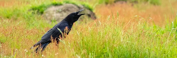 Широкий Снимок Красивого Ворона Смотрящего Поле Травы Пшеницы Солнечный День — стоковое фото