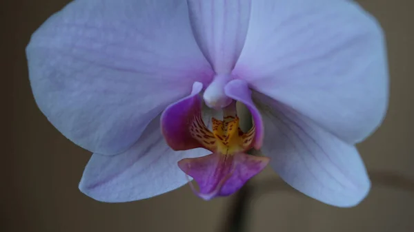 Tiro Ângulo Alto Orquídeas Traça Com Pétalas Brancas Roxas — Fotografia de Stock