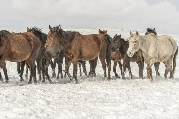 Eine Gruppe Pferde Läuft Auf Einem Verschneiten Feld — Stockfoto