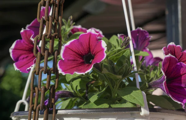 Primer Plano Hermosas Flores Petunia Púrpura Jardín —  Fotos de Stock