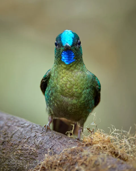 Beau Colibri Regardant Droit Devant — Photo