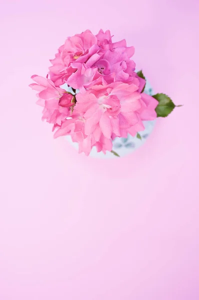 Krásné Růžové Muškáty Květiny Váze Růžovém Povrchu — Stock fotografie