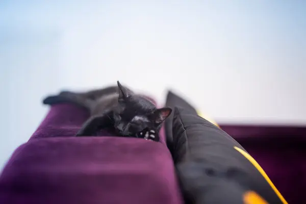 Een Schattig Zwart Kitten Liggend Top Van Een Bank — Stockfoto