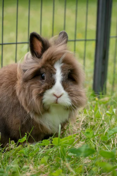 草の上の茶色いウサギ — ストック写真