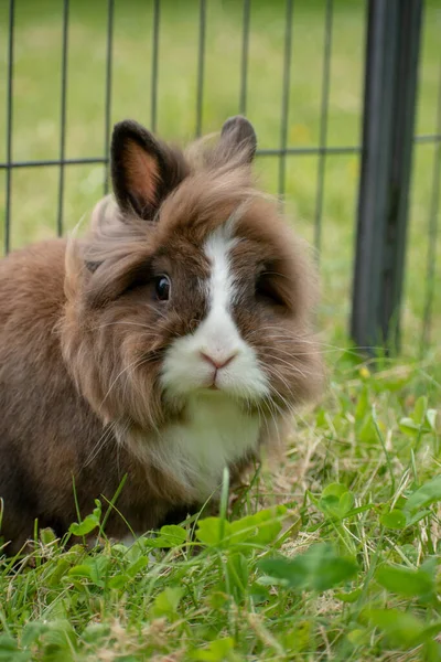 Caged Brown Rabbit Grass — Stock Photo, Image