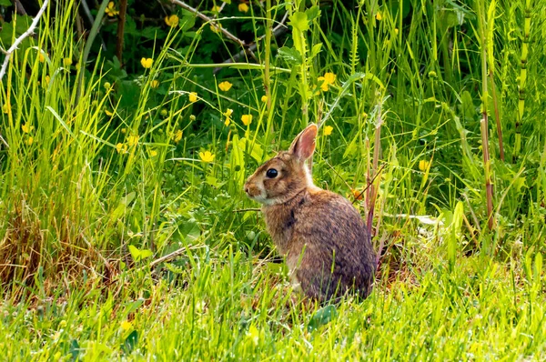 Coniglio Carino Piedi Sull Erba — Foto Stock